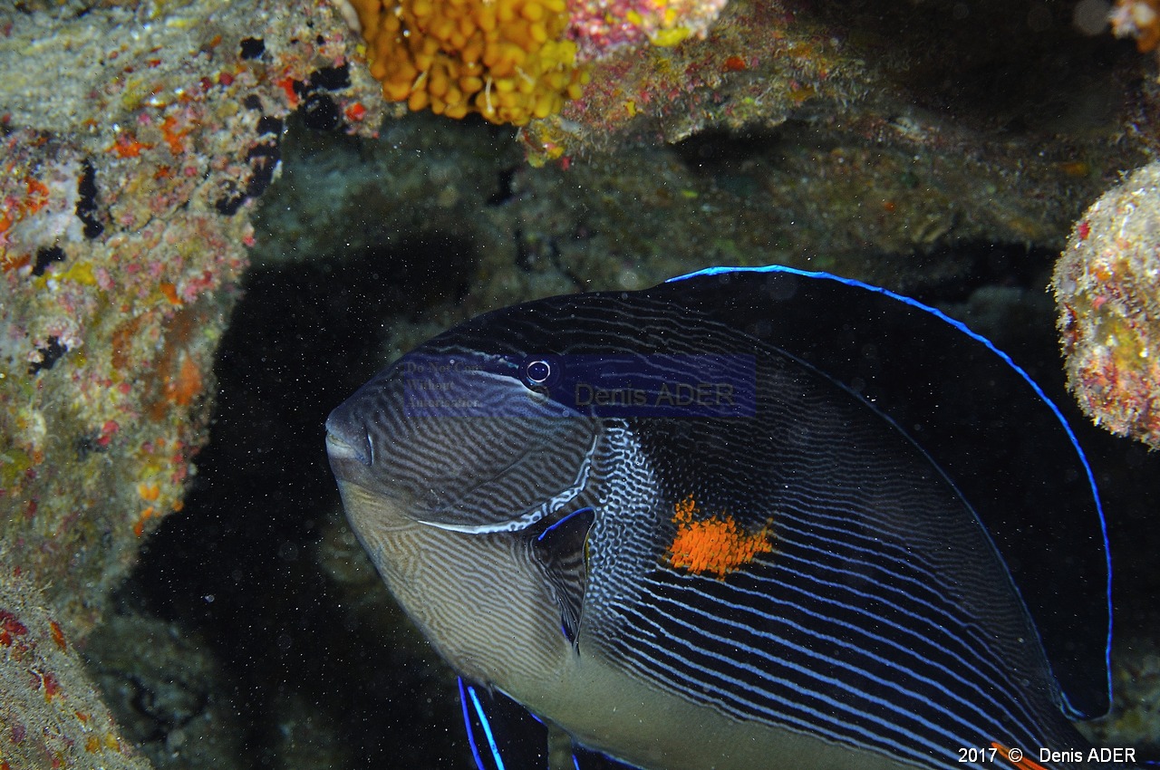 Acanthurus-sohal Chirurgien arabie-Safaga Middle reef-11m-20171124-Denis-ADER-DSC_3869_tn.jpg